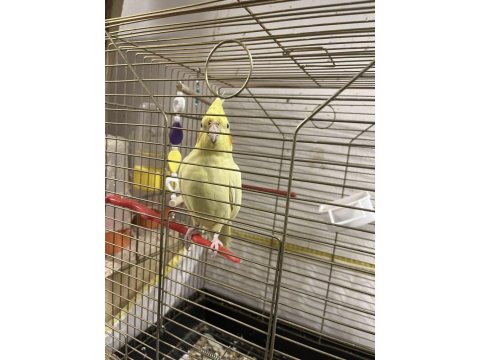 1,5 Yaşında Erkek Sultan Papağanı