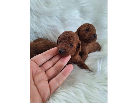 Mersinin Tatlı Poodle Yavruları
