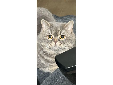British Shorthair Kedimiz Ceyar