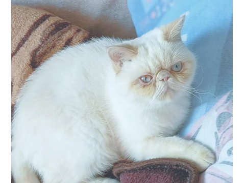 5 Aylık Exotic Shorthair Kızımız İçin Aile Olabilir Misiniz?