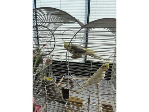 Sultan Papağanları