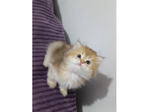 Pofuduk British Longhair Güzellikler