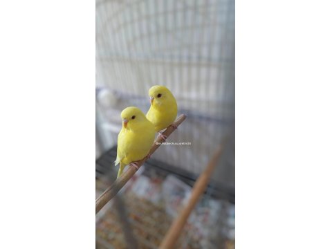 Konuşma Eğitimi Verilecek Yavru Muhabbet Kuşları