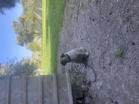 Pug Annelik Tecrübeli Dişi