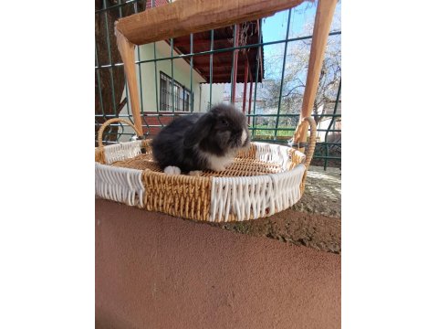 Hollanda Teddy Lop Yavru Tavşanlar