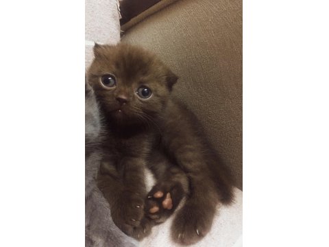 Çikolata Rengi Scottish Fold Dişi