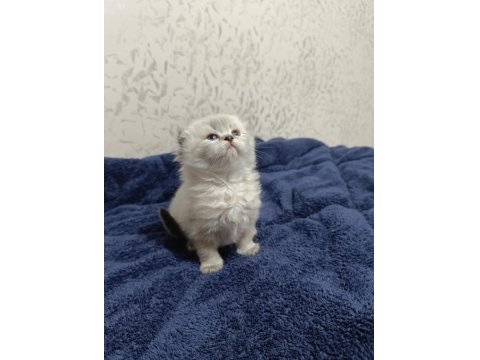 British Longhair Kardeşler Sahiplendirilecektir