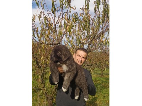 Kafkas Çoban Köpeği Yavruları