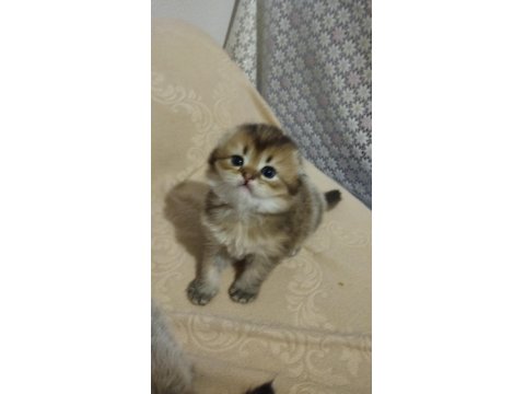 Scottish Fold Erkek Kediler