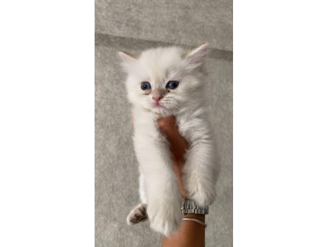 A Kalite British Yavrularımız Yeni Yuvalarına Kavuşmayı Bekliyor