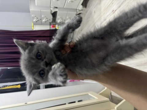 Dişi British Shorthair