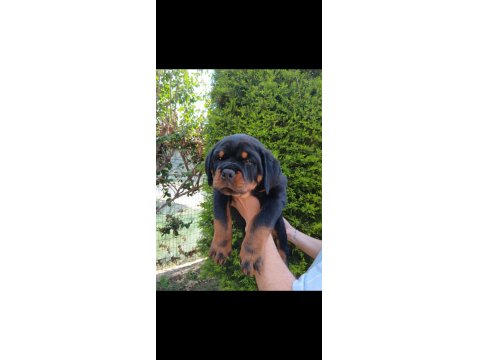 Şampiyon Rottweiler Köpeği Yavrularımız