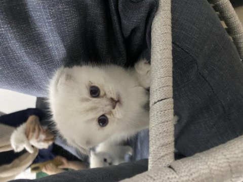 Scottish Fold 2 Dişi 1 Erkek