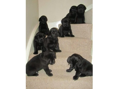 Sağlık Ve Irk Garantili Cane Corso Köpekleri