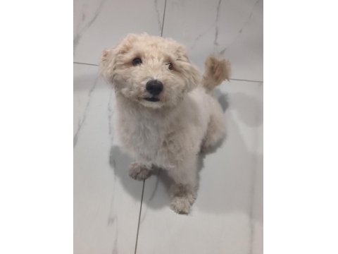 Maltese Kızım İçin