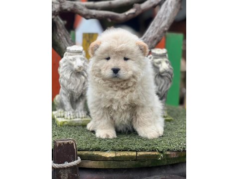Küt Burun Chow Chow Yavrularımız