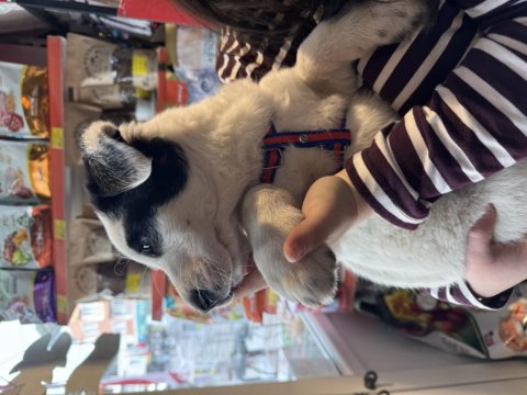 Border Collie Kırma Safkan Çoban