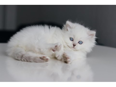 Full Şecereli Babadan Teslime Hazır Erkek British Longhair