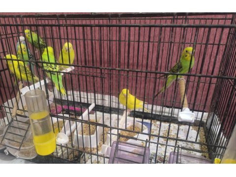 Ev Ortamında Yetiştirdiğim Yavru Muhabbet Kuşları