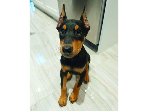 Efsane Biblo Gibi Estetikli Teslime Hazır Doberman Yavrular