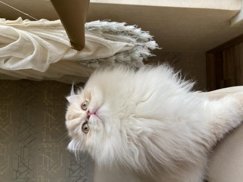 Blh Cy 12 Saf Kan Erkek British Longhair
