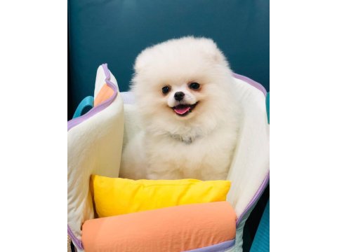 Ayı Surat Pomeranian Yavru Köpekler