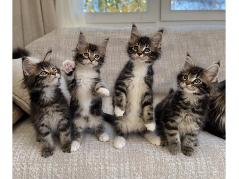Safkan Maine Coon Kediler 1 Aralık Doğumlular Xxl