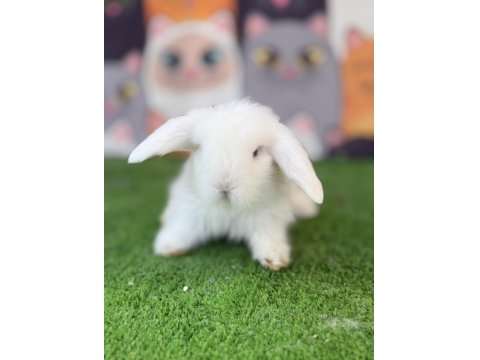 Hollanda Lop Yavru Tavşanlar Gönderim Yapılır