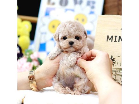 Birbirinden Güzel Toy Poodle Yavrularım