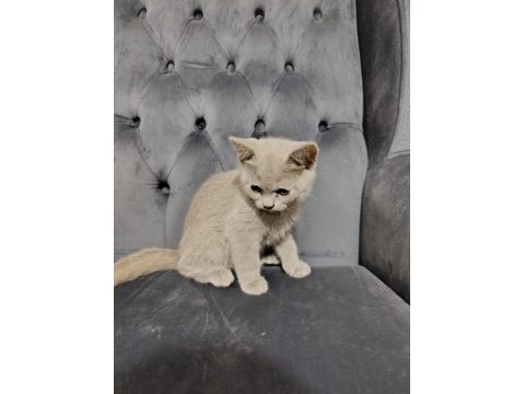 Oyuncu British Shorthair Ponçikler