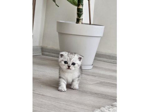 Oyuncu Scottish Fold Yavru 2 Aylık