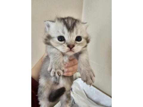 Scottish Fold Ve Straight Kediler