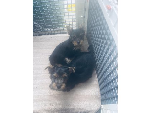 Safkan Yorkshire 2 Erkek