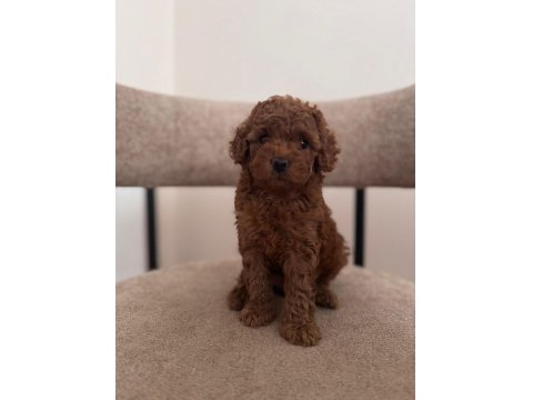 A Kalite Toy Poodle Yeni Ailesini Bekliyor