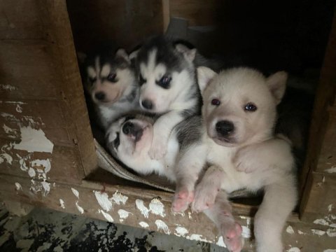 Sibirya Kurdu Yavru Köpekleri