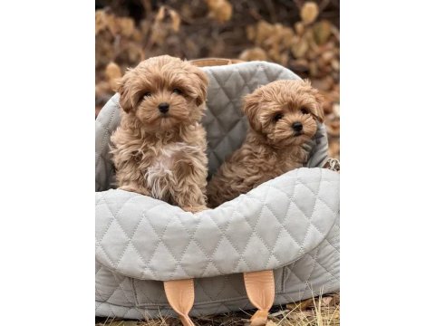 Mükemmel Maltipoo Yavrularımız