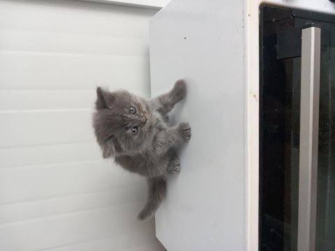 8 Yavru Kedimiz Sahiplendirilecek