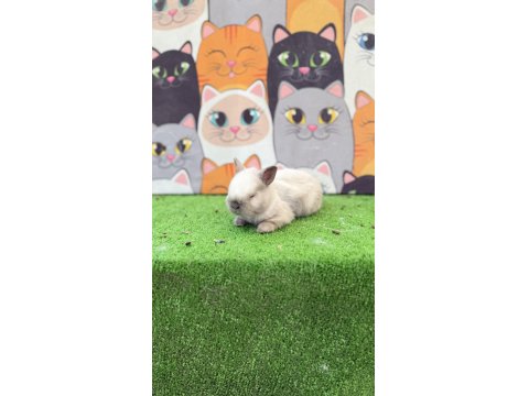 Cüce Tavşan Yavruları Gönderim Yapılır