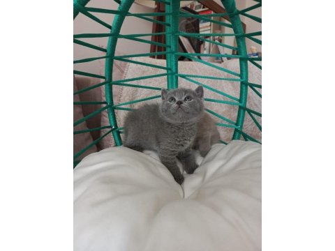 Minik British Shorthair Bebeler
