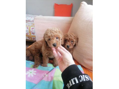 50 Günlük Tea Cup Toy Poodle Bebeklerim