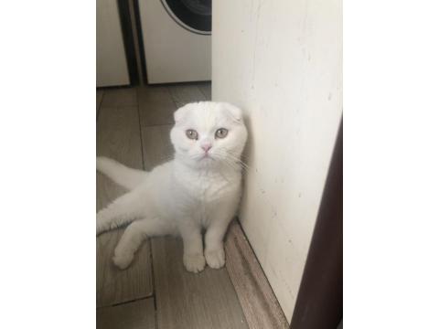 Acil Yavru - Yetişkin British Ve Scottish Kediler