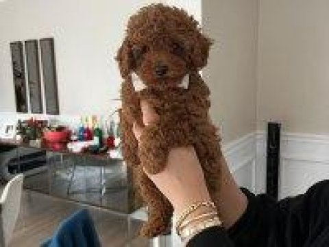 Toy Poodle Köpeği Yavrularımız