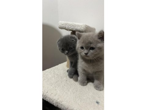 Scottish Ve British Kedimiz