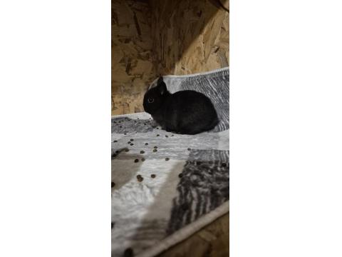 Netherland Cüce Tavşan Yavruları