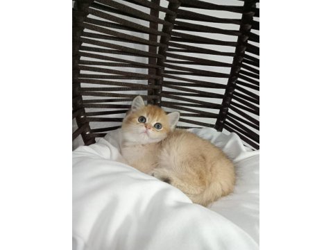 British Shorthair Kız Kardeşler