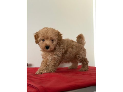 Tatlı Minik Maltipoo Yavrular