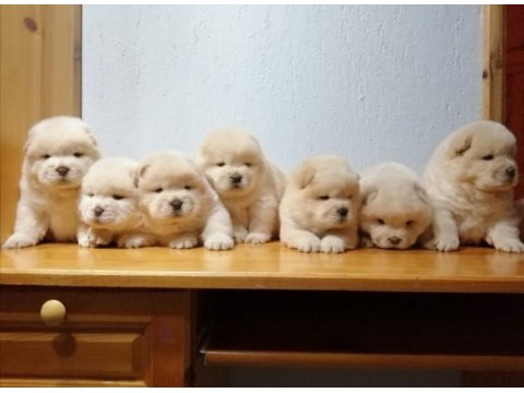 Chow Chow Yavruları İçin Ulaşın