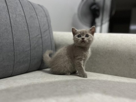 British Shorthair Yavruları