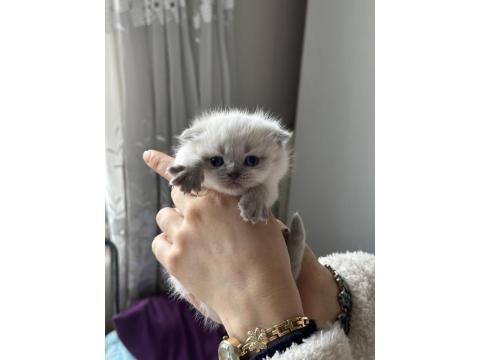 Scottish Bluepointler 45 Günlükken Teslim