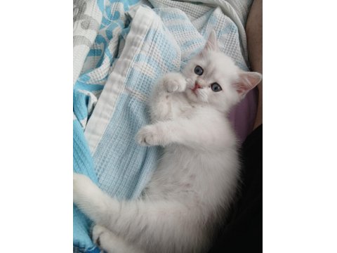 2.5 Aylık Erkek British Shorthair